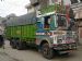 green parrots of Punjab